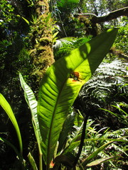 Anthurium urvilleanum