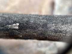 Helminthosporium velutinum