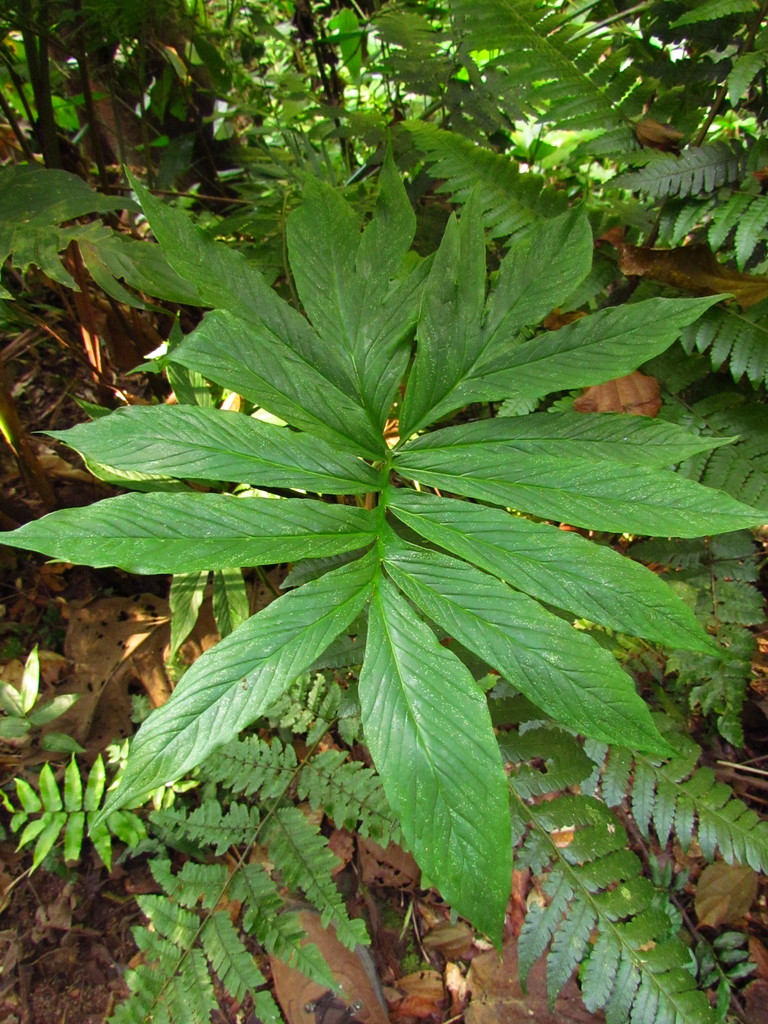 Asterostigma