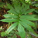 Asterostigma - Photo (c) Flora de Santa Catarina, some rights reserved (CC BY-NC), uploaded by Flora de Santa Catarina