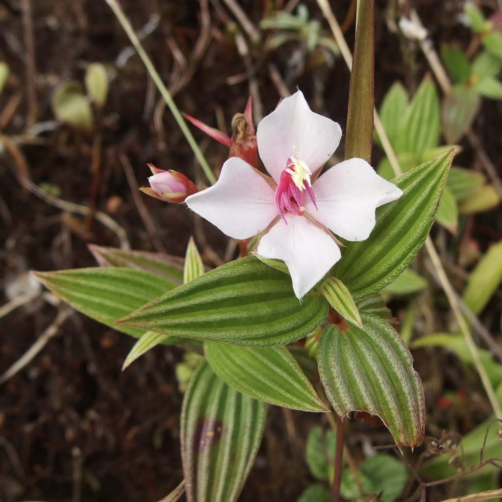 Monochaetum lineatum