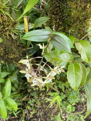 Epidendrum pallidiflorum