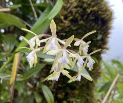 Epidendrum pallidiflorum