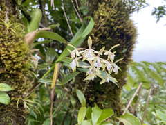 Epidendrum pallidiflorum