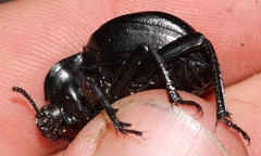 Gonopus