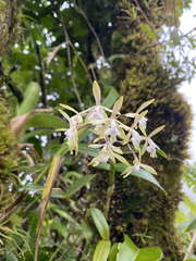 Epidendrum pallidiflorum