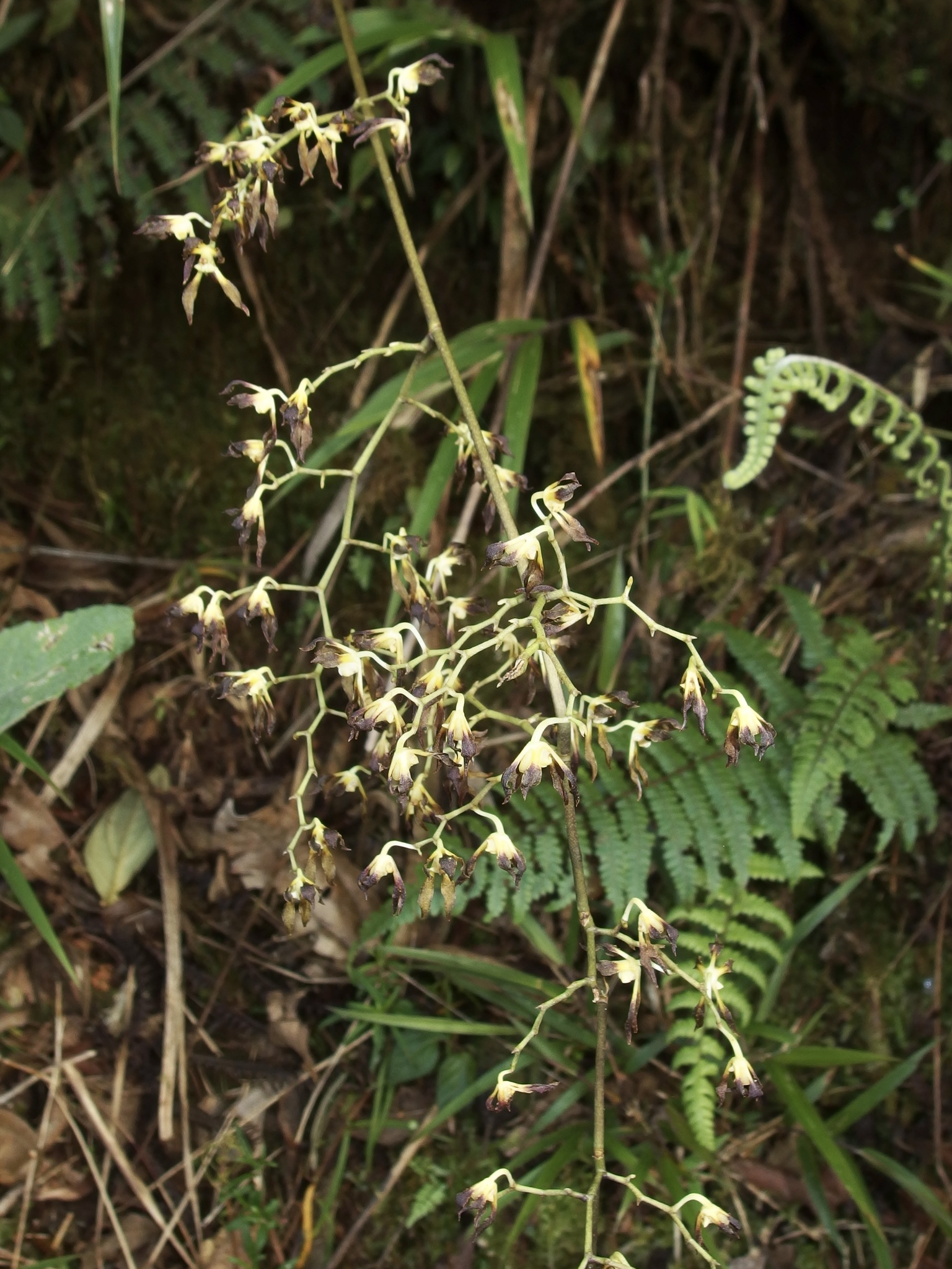 Cyrtochilum myanthum (Lindl.) Kraenzl. 4