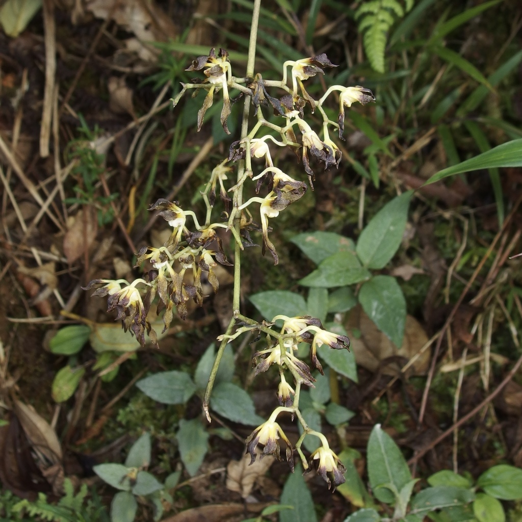 Cyrtochilum myanthum