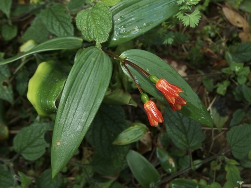 Bomarea distichifolia (Bomarea distichifolia)