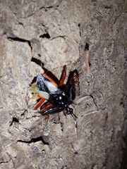 Calliclopius nigripes