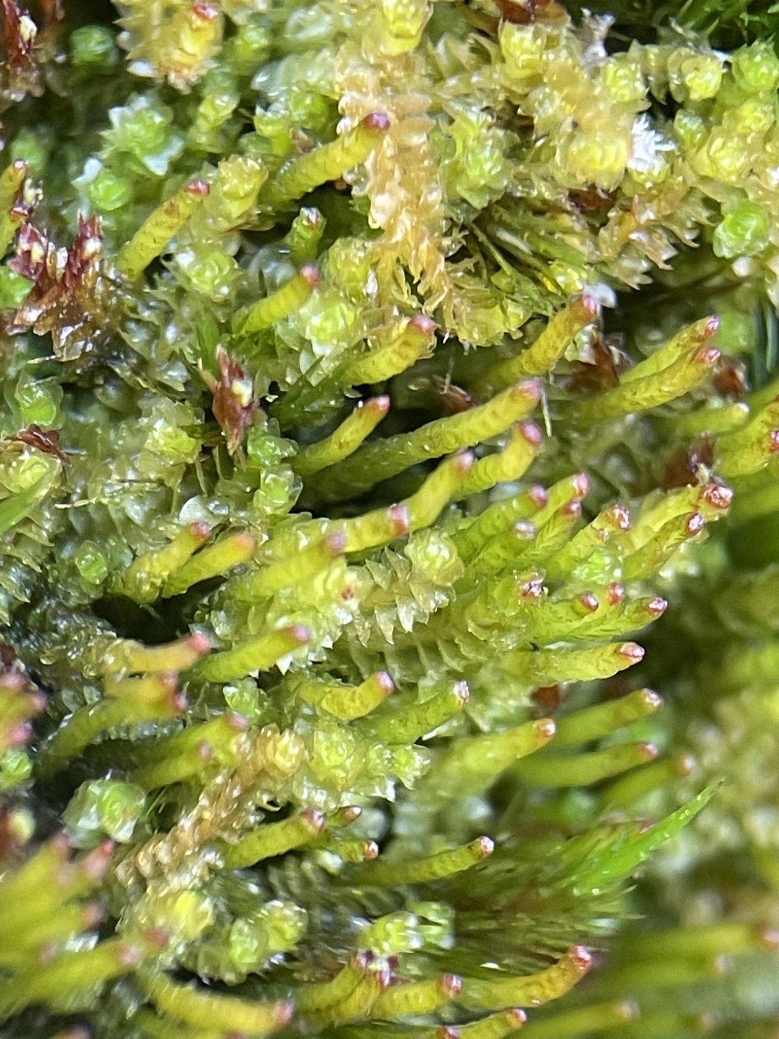 Neoorthocaulis attenuatus
