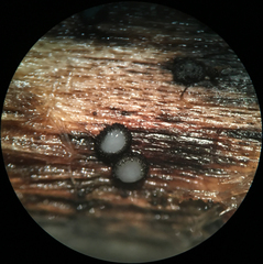 Pseudolachnea hispidula