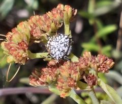 Isoxya cicatricosa