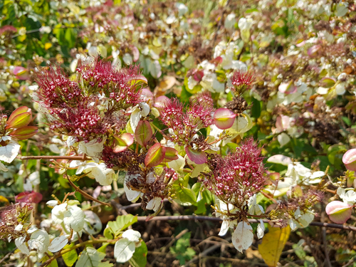 Combretum racemosum