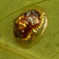 Cassida versicolor