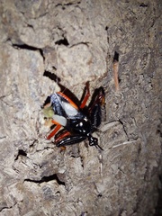 Calliclopius nigripes