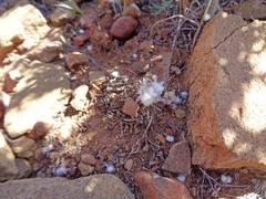 Stylocline micropoides