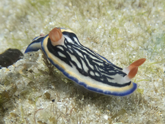 Hypselodoris maritima