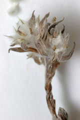 Stylocline micropoides