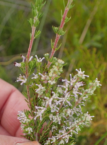 Image of Erica uberiflora by (c) Nicola van Berkel, some rights reserved (CC BY-SA)