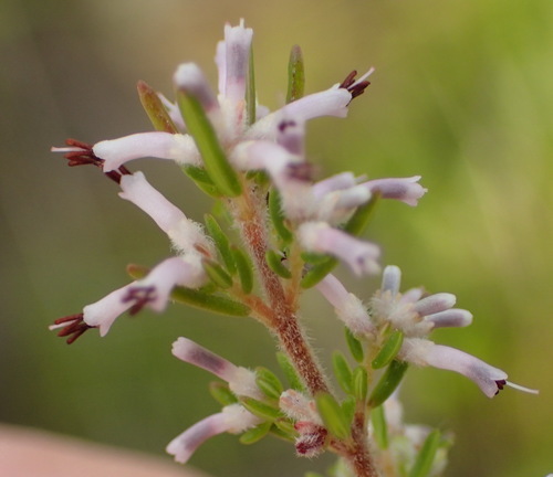 Image of Erica uberiflora by (c) Nicola van Berkel, some rights reserved (CC BY-SA)