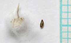 Stylocline micropoides