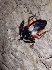 Calliclopius nigripes