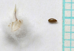 Stylocline micropoides