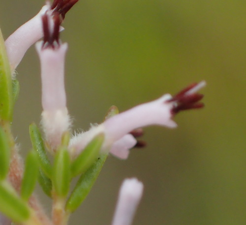 Image of Erica uberiflora by (c) Nicola van Berkel, some rights reserved (CC BY-SA)
