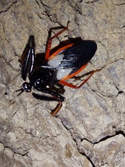 Calliclopius nigripes