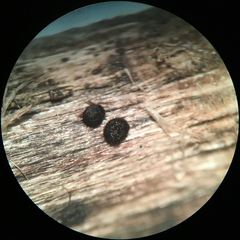 Pseudolachnea hispidula