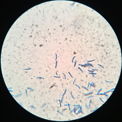 Pseudolachnea hispidula