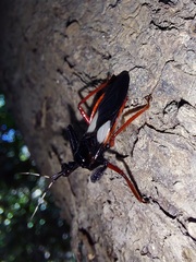 Calliclopius nigripes