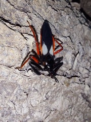 Calliclopius nigripes