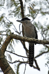 Batara cinerea