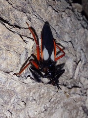 Calliclopius nigripes