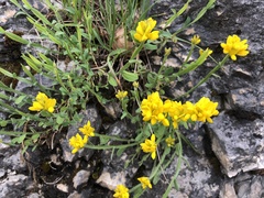 Genista sagittalis