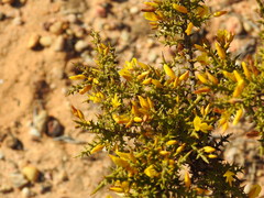 Ulex argenteus subsericeus