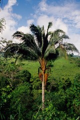 Attalea colenda