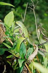 Stenocercus humeralis