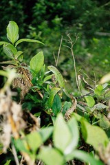 Stenocercus humeralis