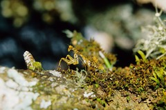 Pseudopogonogaster hebardi