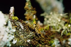 Pseudopogonogaster hebardi