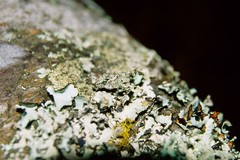 Pseudopogonogaster hebardi