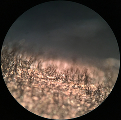 Helminthosporium velutinum