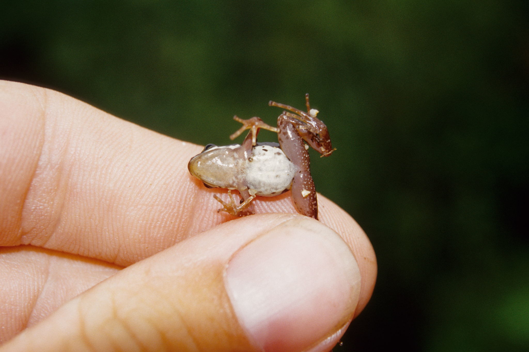 Epipedobates anthonyi image