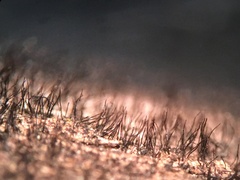 Helminthosporium velutinum