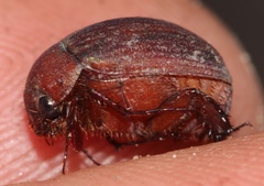 Trochalus