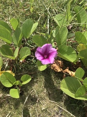Ipomoea pes-caprae