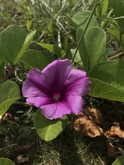 Ipomoea pes-caprae